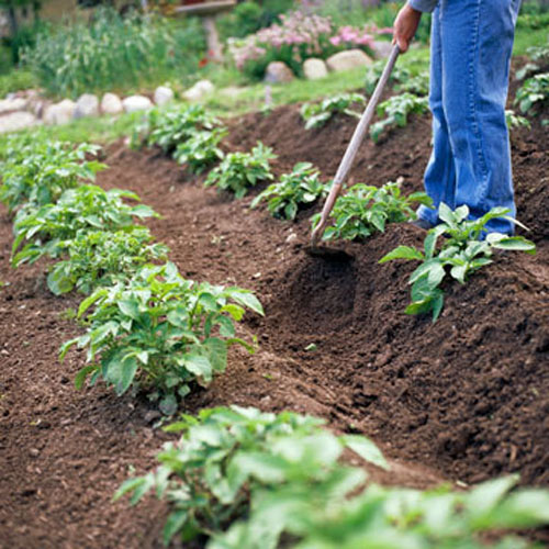 Tập trồng rau tại nhà như chuyên gia p2