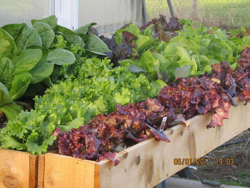 Tập trồng rau tại nhà như chuyên gia p2