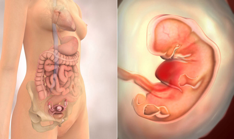 Tuần thứ 6 thai kỳ, thai nhi vẫn có hình dáng giống như một con nòng nọc. Tuy nhiên, một số bộ phận giống con người như hai mắt, phổi và hệ tiêu hóa đã bắt đầu phát triển.
