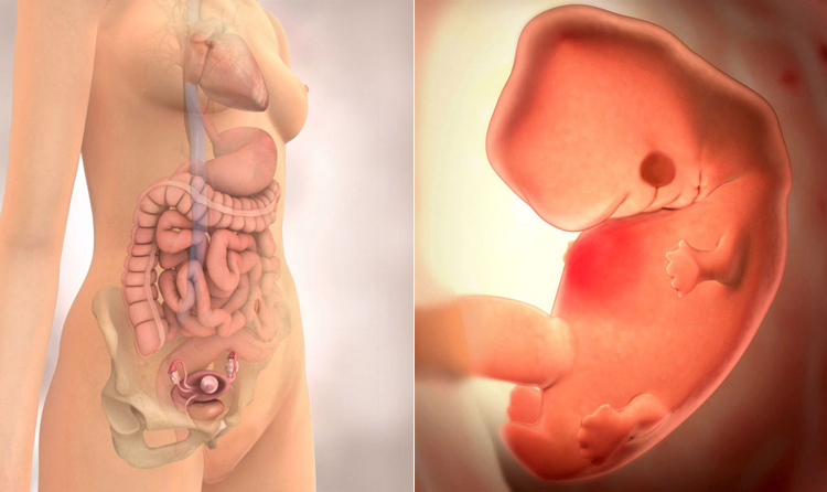 Ở tháng thứ hai thai kỳ, những bộ phận chính như tim, thận, gan, phổi và ruột đã hình thành. Tay thai nhi cũng đã bắt đầu chồi lên trông như hai mái chèo. Em bé được gắn với một dây rốn - nhằm cung cấp thức ăn và lọc bỏ các chất thải trong thời gian ở trong bụng mẹ.
