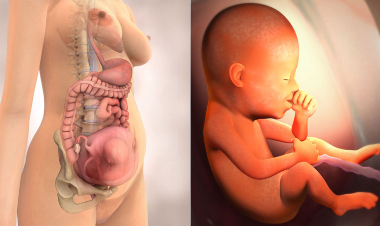 Tuần 21: Ở tuần thai này, trồi răng nhỏ sẽ xuất hiện dưới nướu của bé. Ruột thai nhi cũng bắt đầu sản xuất phân su và phân này sẽ còn tồn tại trong khoảng 3-5 ngày sau khi bé chào đời. Mắt của bé có thể đóng mở rất linh hoạt và tủy xương đang gia tăng sản xuất tế bào hồng cầu.
