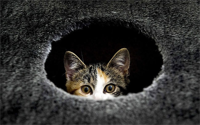 Chú mèo nhìn qua lỗ nhỏ tại trung tâm chăm sóc động vật Asylum Stichts ở Utrecht, Hà Lan
