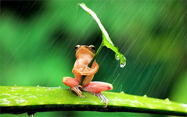 Một chú ếch cây ở Jember (Indonesia) giữ chiếc lá chống chọi với một cơn mưa lớn trong 30 phút cho tới khi ngớt mưa
