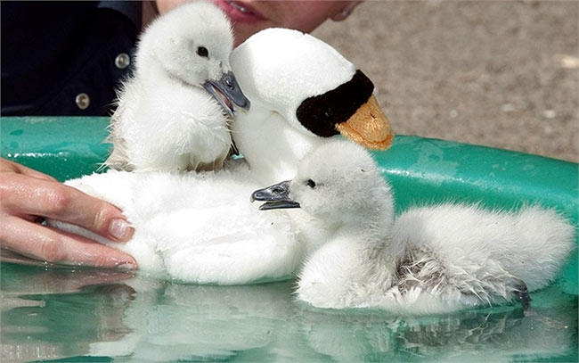 Cặp thiên nga mới nở bắt đầu tập bơi ở công viên động vật Birdland, Anh
