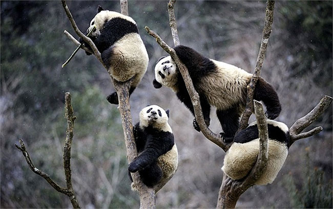 4 chú gấu trúc thư giãn trên cây trong Trung tâm nhân giống gấu trúc Wolong ở tỉnh Tứ Xuyên, Trung Quốc
