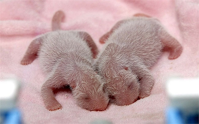 Cặp gấu trúc sơ sinh trong lồng ấp ở Tứ Xuyên, Trung Quốc
