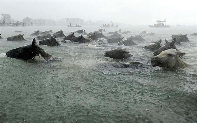 Đàn ngựa bơi qua sông dưới cơn mưa lớn ở bang Virginia, Mỹ
