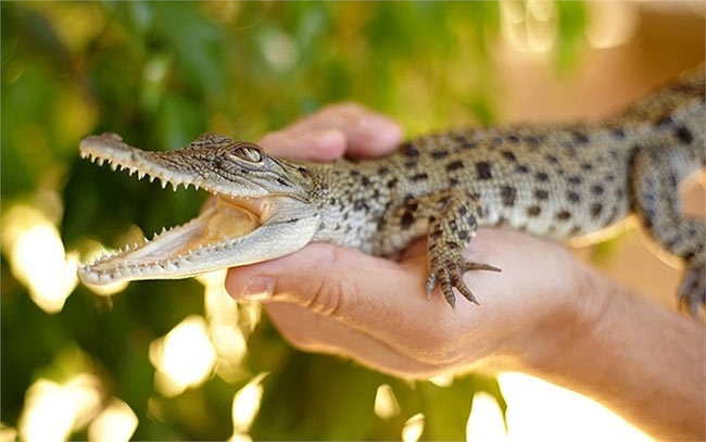 Chính phủ phía Bắc Australia tặng chú cá sấu con tên Geogre cho Hoàng tử vừa ra đời của nước Anh
