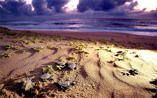 Rùa biển luýt mới nở trên bờ biển phía Đông của Nam Phi chạy xuống dòng nước vào một đêm sáng trăng
