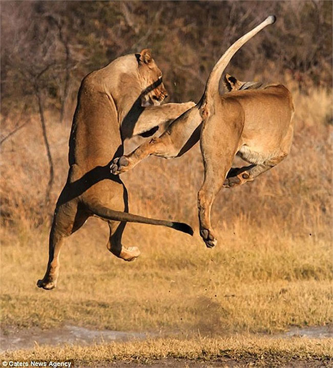 Cuộc chiến bắt đầu khi 2 con mãnh thú nhìn chằm chằm và thách thức đối phương. Cảnh hai con sư tử bay lên đấu đá lẫn nhau

