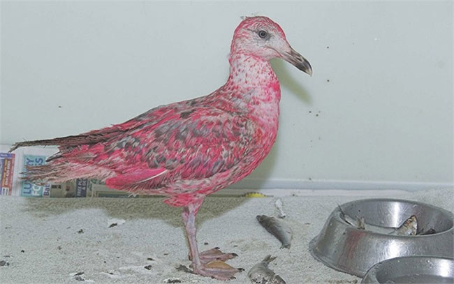Chú chim mòng biển bị sơn màu hồng được tìm thấy trong một cao nguyên ở Scotland
