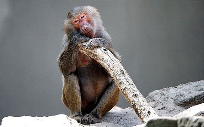 Khỉ đầu chó tỏ vẻ mệt mỏi vì đám đông người xem ở sở thú Berlin, Đức
