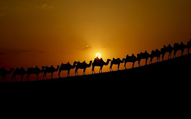 Đàn lạc đà băng qua cồn cát của sa mạc Xiangshawan thuộc khu tự trị Nội Mông (Trung Quốc)
