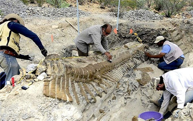 Các nhà khảo cổ phục hồi bộ xương hóa thạch loài khủng long Hadrosaurus ở tiểu bang Coahuila, phía bắc Mexico
