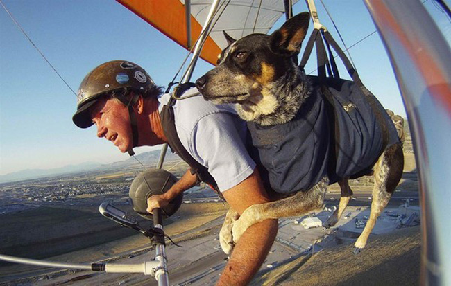 Ông Dan McManus và chú chó cưng Shadow chơi dù lượn trên bầu trời Salt Lake City, Utah (Mỹ). Sự hiện diện đồng hành của Shadow đã giúp người đàn ông này vượt qua cảm giác lo lắng khi chơi trò thể thao mạo hiểm. Cả hai đã cùng bay với nhau trong suốt 9 năm nay
