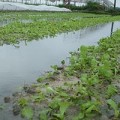 Tin tức - Rau xanh đội giá vì mưa to kéo dài