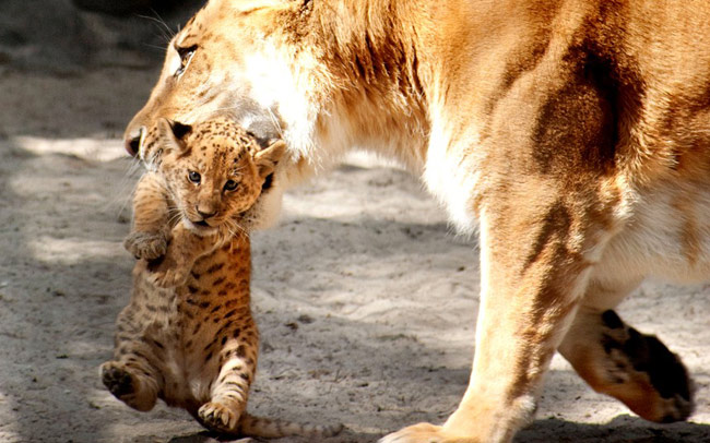 Sư tử hổ mẹ cắp con trong vườn thú Novosibirsk, Nga. Đây là loại động vật rất hiếm được lai giữa sư tử và hổ.
