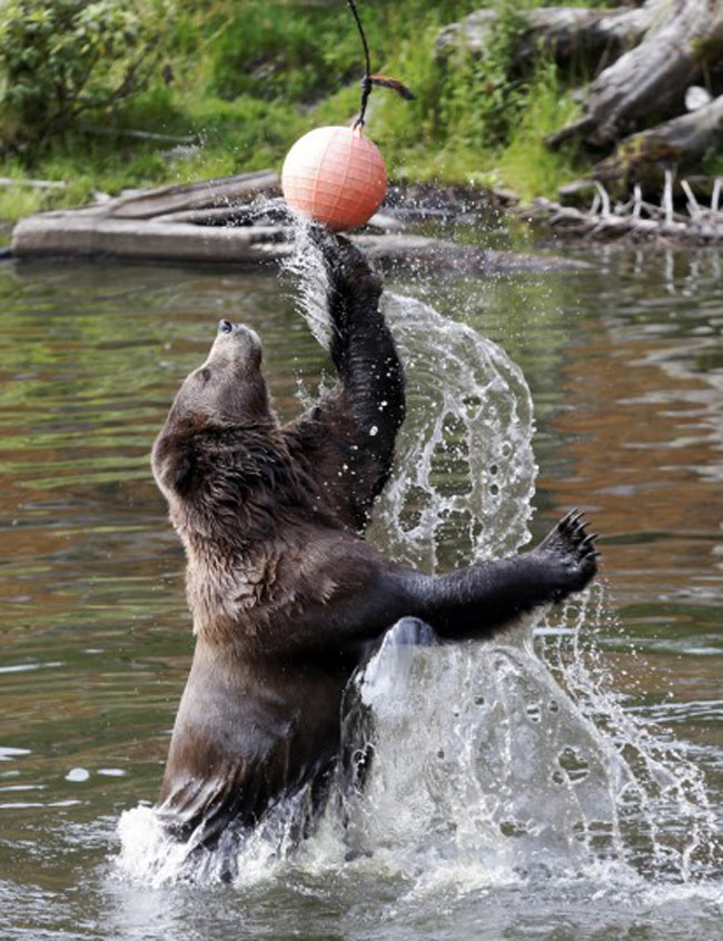 Cầu thủ gấu tâng bóng điệu nghệ trong vườn thú ở Sitka, Alaska.
