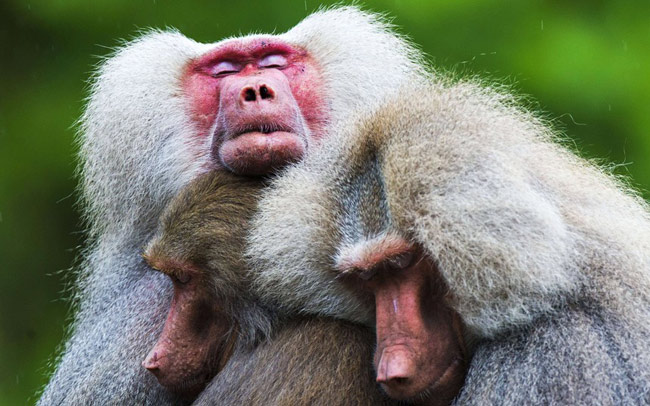 Khỉ đầu chó Hamadryas trong vườn thú Emmen ở Emmen, Hà Lan có những hành động khác thường
