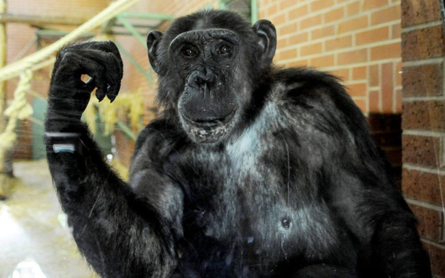 Một trong những con tinh tinh xổng chuồng khiến lực lượng cảnh sát vất vả truy bắt ở Twycross, Anh
