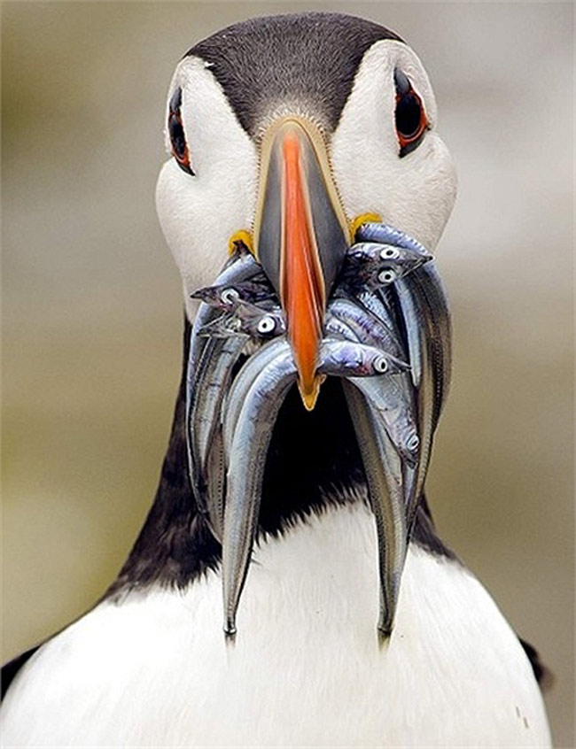 Chú chim biển cho thấy những gì nó vừa bắt được ở quần đảo Farne, Northumberland, Anh
