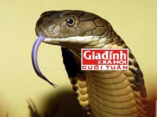Đánh đu sinh mạng với những thú cưng tiền tỉ - 2