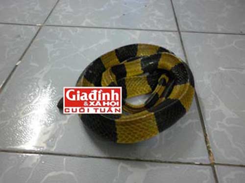Đánh đu sinh mạng với những thú cưng tiền tỉ - 3