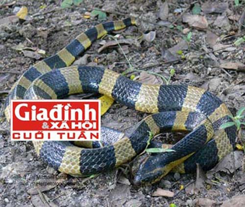 Đánh đu sinh mạng với những thú cưng tiền tỉ - 4