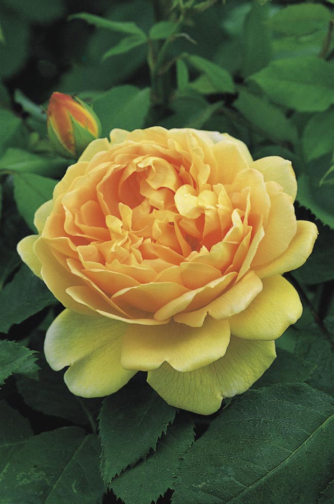 Golden Celebration (Ausgold) là một trong những giống hoa hồng tuyệt đẹp của Anh. Nó có màu vàng đậm, rực rỡ. Những bông hoa có kích thước lớn, khi nở, các lớp cánh hoa tách nhau và xòe rộng ra bên ngoài. Golden Celebration dễ trồng, tăng trưởng nhanh. Giống hoa này thường được dùng trong các ngày lễ kỷ niệm hoặc sự kiện quan trọng.
