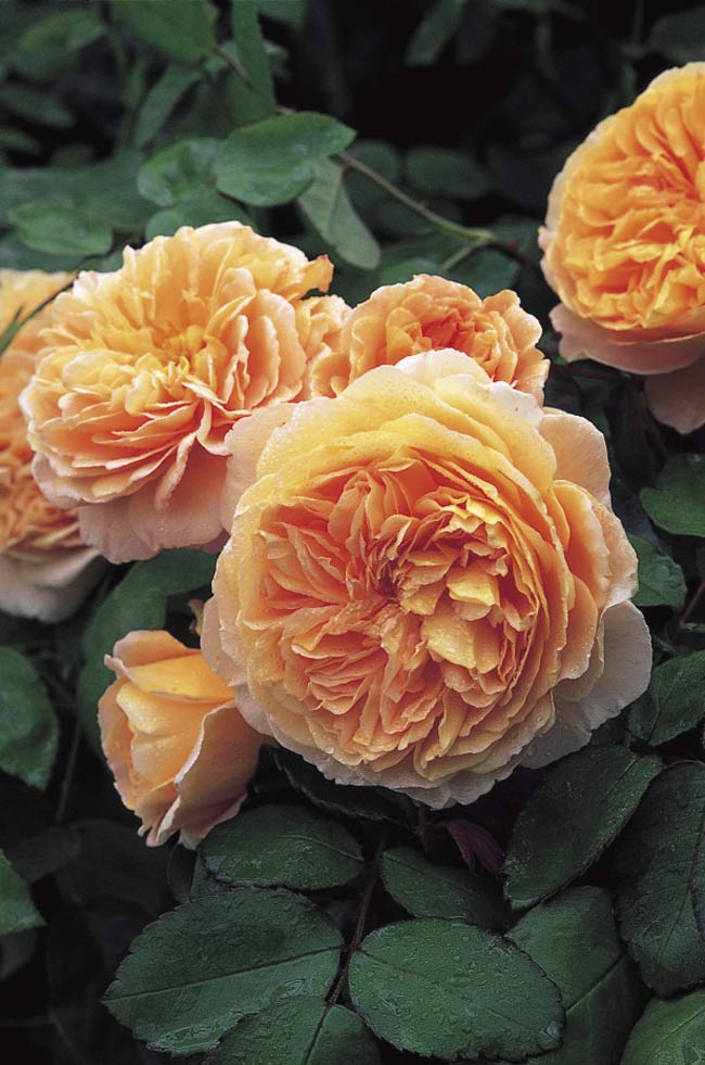 Crown Princess Margareta (Auswinter) là giống hồng thân cao, mềm mại, có mùi trái cây thơm và một màu da cam rất đáng yêu. Được đặt theo tên công chúa Margarete của Thụy Điển, cháu gái của nữ hoàng Victoria.
