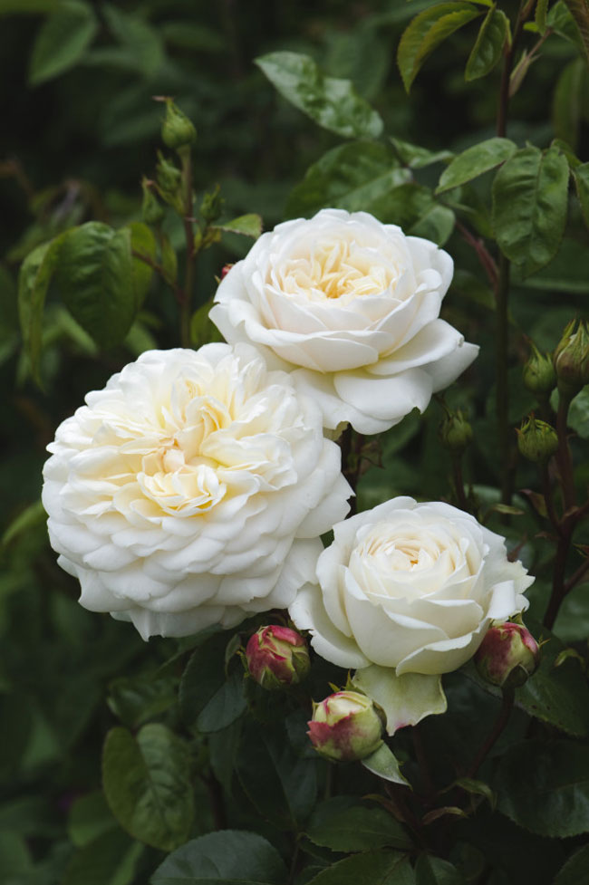 Tranquillity (Ausnoble) là những bông hồng trắng pha màu vàng kem, có mùi thơm nhẹ của những trái táo.
