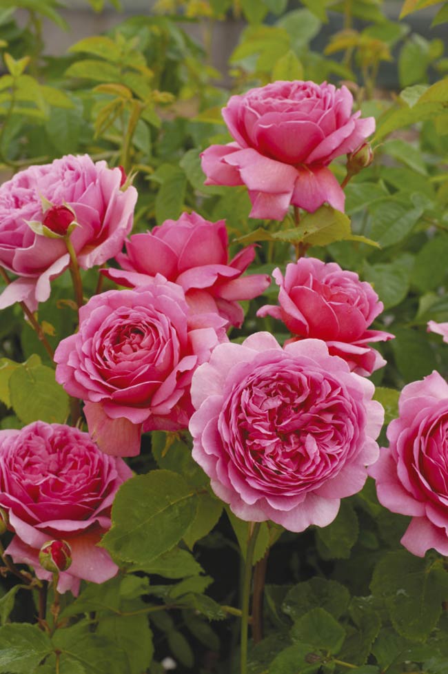 Hoa hồng 'Princess Alexandra of Kent' (Ausmerchant) được đặt theo tên của công chúa Alexandra, người họ hàng của nữ hoàng Elizabeth II.
