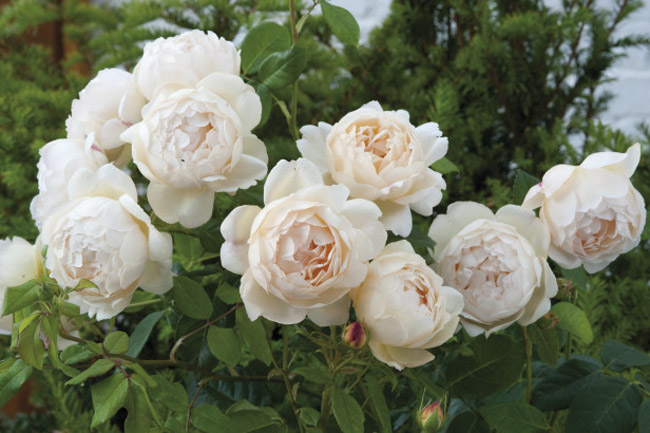 Wollerton Old Hall (Ausblanket) thực sự là một giống hồng thơm nhất trong tất cả các giống hoa hồng nước Anh. Những bông hồng Wollerton Old Hall tròn trĩnh, nhấp nháy chút ánh hồng. Khi nở, các bông hoa tạo thành khối tròn lớn, có màu vàng kem cho tới nhạt.
