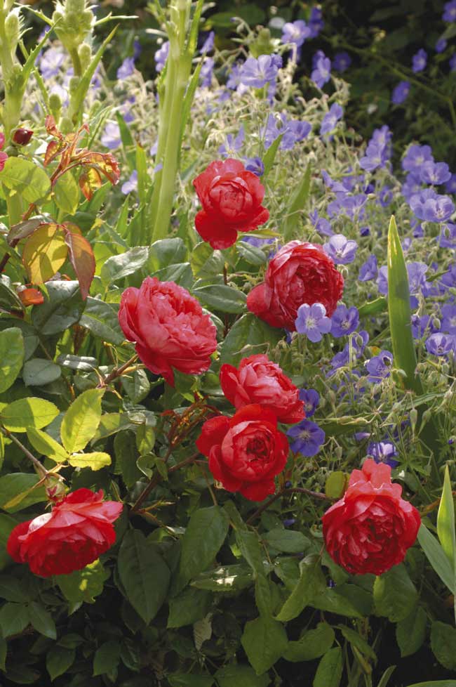 Benjamin Britten (Ausencart) có màu sắc hoàn toàn khác thường so với các giống hoa hồng Anh, đó là màu hồng đậm giống phần thịt dưới da cá hồi. Mùi hương “gây mê” phảng phất mùi rượu vang và lê. Tên loài hoa được đặt theo tên một nhà soạn nhạc nổi tiếng người Anh.
