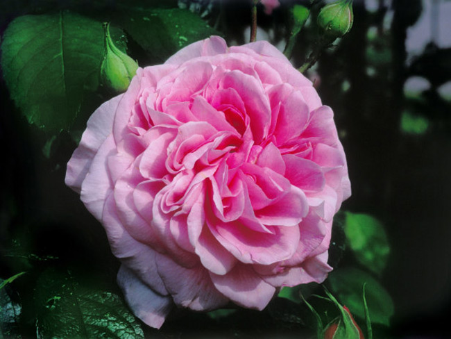 Những nụ mới nhú của hồng Gertrude Jekyll được đánh giá là hoàn hảo với những cánh hoa cuộn đẹp mắt. Sau đó, chúng nhanh chóng nở thành những bông hoa lớn có màu hồng vân anh bắt mắt. Giống hồng Gertrude Jekyll được đặt theo tên người làm vườn nổi tiếng, bà có ảnh hưởng sâu sắc đến phong cách vườn nước Anh cho tới tận ngày nay.
