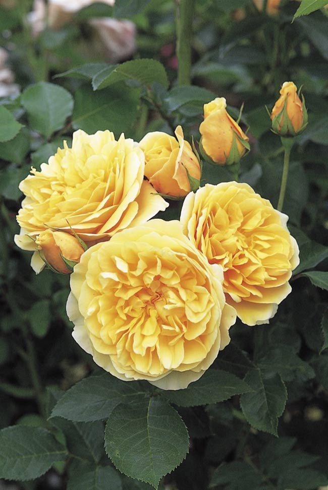 Graham Thomas (Ausman) là một giống hoa hồng thân cứng, bông hoa có hình chén, kích thước trung bình. Hoa hồng Graham Thomas khiến người khác mê mẩn bởi màu vàng thuần khiết rất ấn tượng. Tên của giống hoa này được đặt theo tên một người làm vườn nổi tiếng nước Anh.

