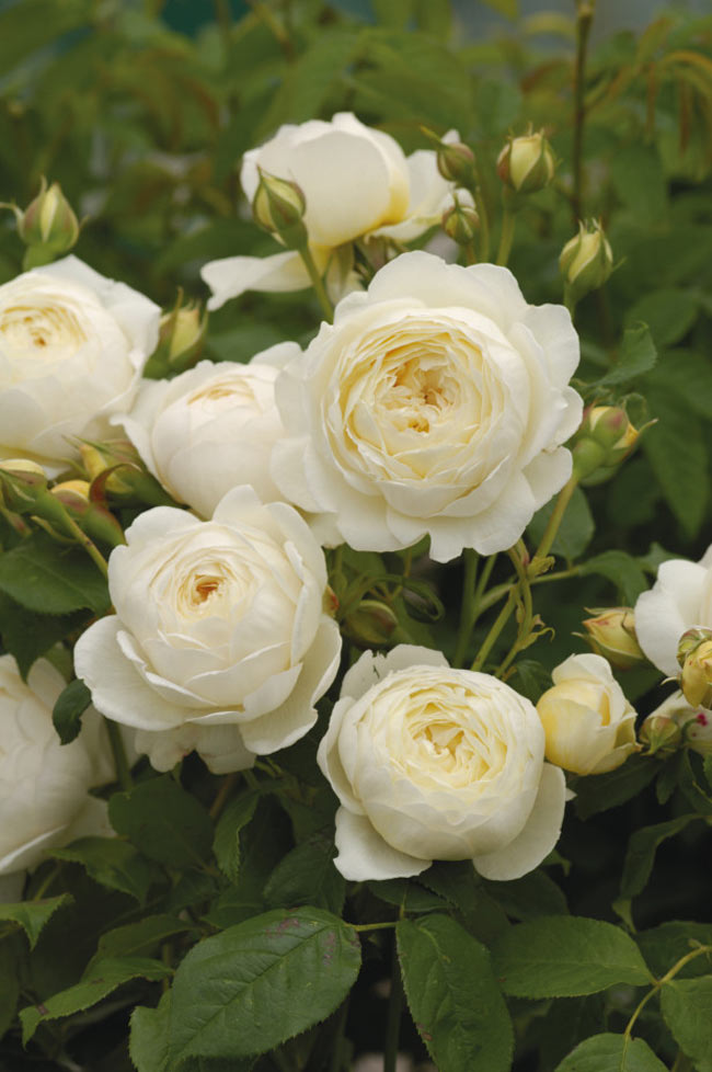 Claire Austin (Ausprior) được đánh giá là giống hoa hồng trắng thơm nhất, trộn lẫn mùi xạ hương, vani và cây vòi vòi. Những nụ hồng Claire Austin ban đầu có màu chanh xanh, sau nở ra sẽ có màu trắng ngà tinh thiết. Các cánh hoa tạo thành vòng trong đồng tầm hoàn hảo.
