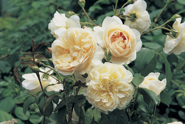 Những bông hồng Lichfield Angel cực kỳ quyến rũ với màu hồng kèm nhẹ nhàng. Nhưng khi ở dưới ánh nắng mặt trời, chúng lại có một màu trắng gần như tinh khiết. Hương thơm của hoa gây ấn tượng mạnh bởi mùi đinh hương dễ chịu. Giống hồng Lichfield được phát hiện tại nhà thờ Lichfield từ thế kỷ 8.
