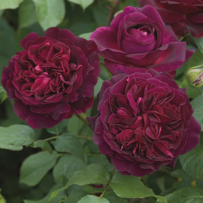 Munstead Wood' (Ausbernard) là một trong số ít những giống hoa hồng còn lưu giữ được mùi hương cổ điển và đậm chất của hoa hồng.
