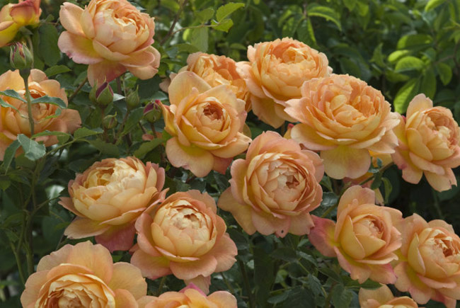 Lady of Shalott' (Ausnyson) là một trong những giống hoa hồng mạnh mẽ nhất. Chúng có màu gần giống những bông hoa huệ Tây.
