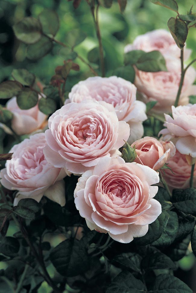 Queen of Sweden (Austiger) là giống hồng có màu phớt hồng, phảng phất mùi hương trái mơ.
