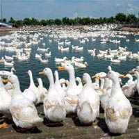 Thích mê canh vịt nấu khoai sọ - 16