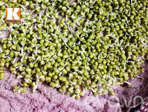 Tự làm giá sạch cho con: quá dễ - 6