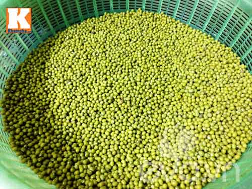 Tự làm giá sạch cho con: quá dễ - 1