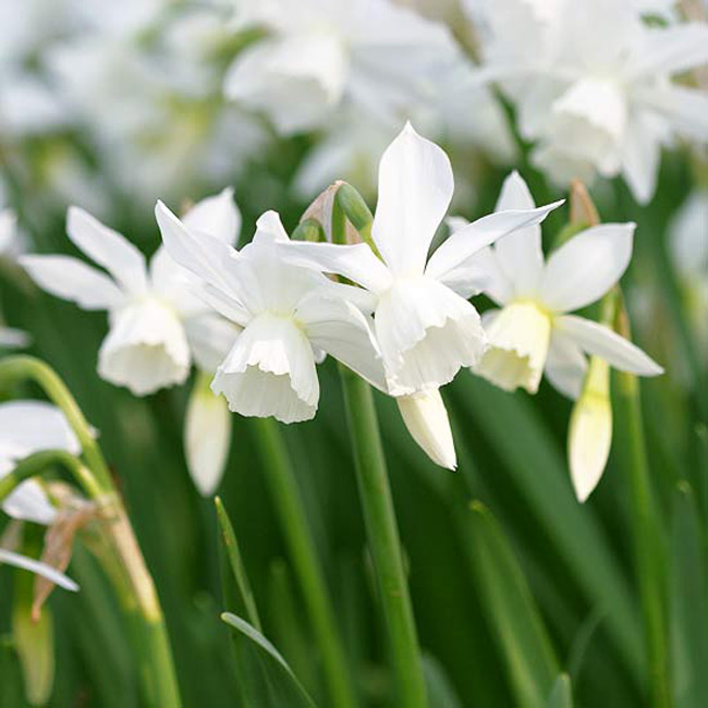 Hoa thuỷ tiên Thalia. Bởi vì rất dễ dàng say đắm với “Thalia” nên không có gì thắc mắc khi loài hoa này nổi tiếng từ đời này qua đời khác kể từ năm 1916 cho đến nay. Loài hoa này vinh dự được ban cho vẻ đẹp của những cánh hoa trắng tinh khiết đáng yêu và có mùi hương thơm ngát đặc biệt sẽ thu hút giác quan của bạn.

Tên khoa học: Narcissus 'Thalia'
