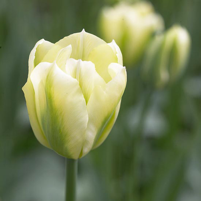 Hoa tulip “Spring Green”. Là một loài hoa cực kì hấp dẫn với những cánh hoa mềm mịn màu trắng và những đường gân xanh có hình dáng như cái lông chim. Nó tạo nên một điểm sáng trong khu vườn và trông thực sự rất tuyệt khi lẫn màu trắng với những cây hosta hay brunnera.

Tên khoa học: Tulipa 'Spring Green'
