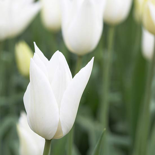 Hoa tulip 'White Triumphator'. Một loại hoa tulip cổ điển có từ năm 1942, 'White Triumphator' rất phổ biến ngày nay nhờ vào vẻ đẹp đầy yêu kiều và là những bông hoa màu trắng ngà có tuổi thọ lâu dài. Màu trắng của bông hoa sẽ rất sức hấp dẫn khi đi bên cạnh bất kì loại thực vật nào.

Tên khoa học: Tulipa 'White Triumphator'

