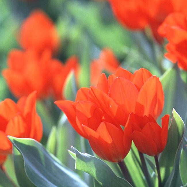 Hoa tulip 'Fusilier'. “Fusilier” thực sự rất tuyệt vời khi hoà nhập vào phần trình diễn những loại hoa đẹp hằng năm. Những bông hoa này có màu đo đỏ hoà với màu cam và có một vài bông hoa trên một nhành cây.

Tên khoa học: Tulipa praestans 'Fusilier'
