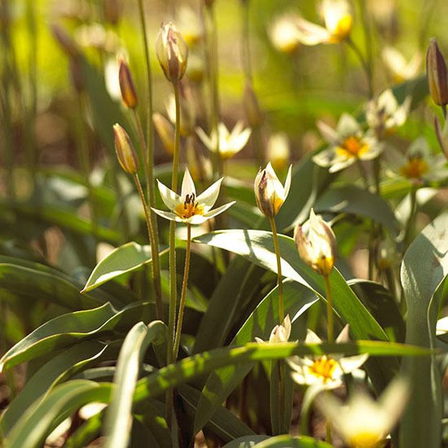Hoa tulip “turkestanica”. Bạn có thể tin tưởng rẳng loài hoa tulip dại này sẽ quay trở lại hằng năm dù cho mùa hè có khô hạn đến đâu hay mùa đông có lạnh như nào đi chăng nữa. Mỗi một cành cây có một số lượng lớn những bông hoa màu vàng nhạt trông giống như những chú bướm đang bay nhảy đùa giỡn trong gió.

Tên khoa học: Tulipa turkestanica
