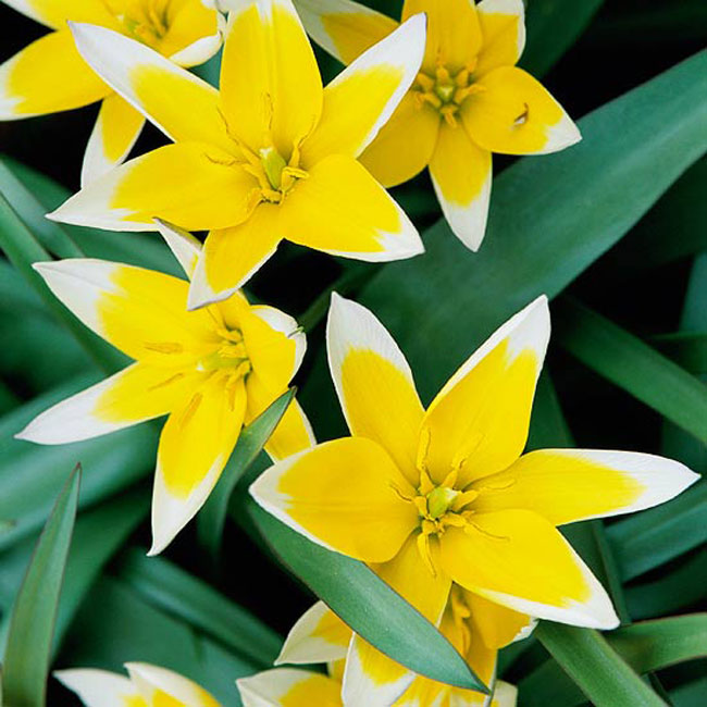 Hoa tulip “tarda”. Loài hoa tulip thấp bé đặt biệt này sản xuất ra những cánh hoa màu vàng và khi những bông hoa trải rộng ra trông chúng như bị nhấn chìm trong một trang trại làm kem tươi. Là một loại hoa tulip dại, nó thực sự có một cuộc sống vĩnh hằng và sẽ rất hoàn hảo khi trồng ở những đường biên giới hay những bãi đá.

Tên khoa học: Tulipa tarda

